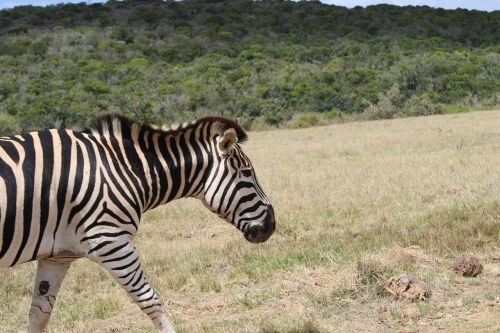 zebra african mammal