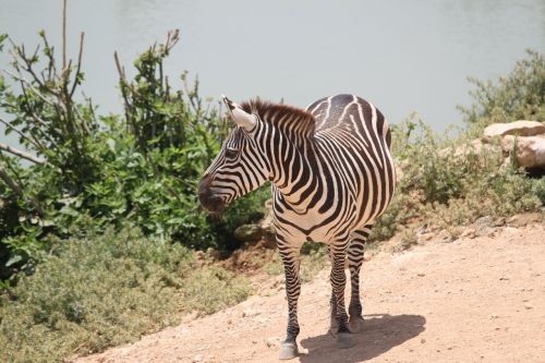 zebra wild stripes