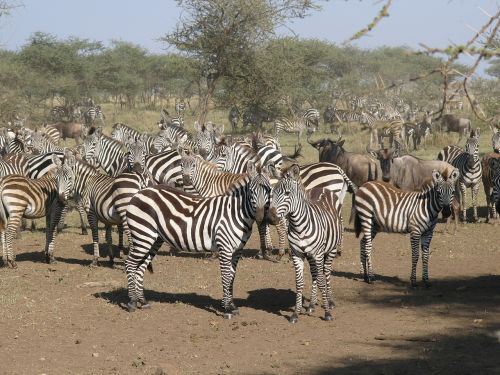 zebra kenya masai mara national park