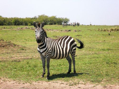 zebra africa kenya