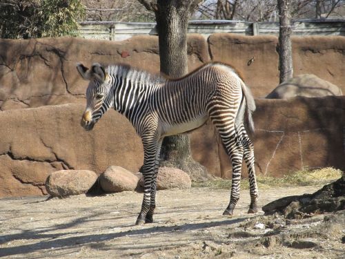 zebra baby young