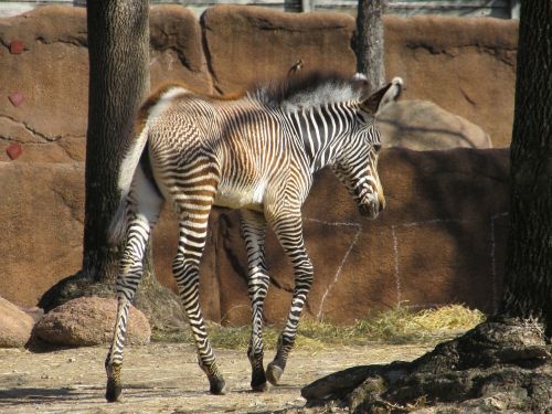 zebra baby young