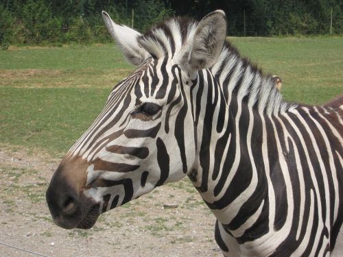 zebra zoo animal