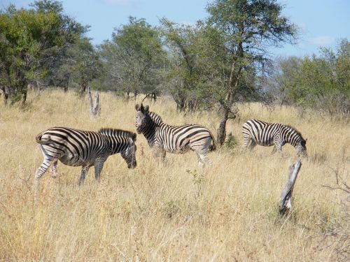 zebra krugar africa