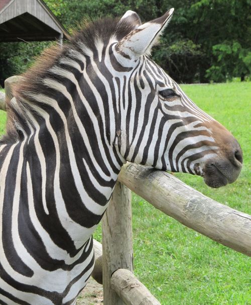zebra looking head