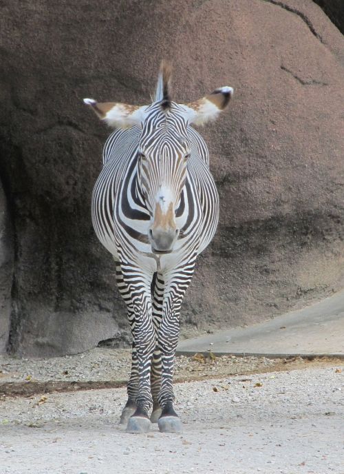 zebra looking head