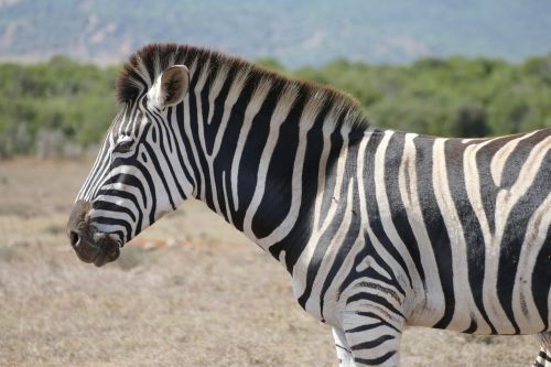 zebra addo national park