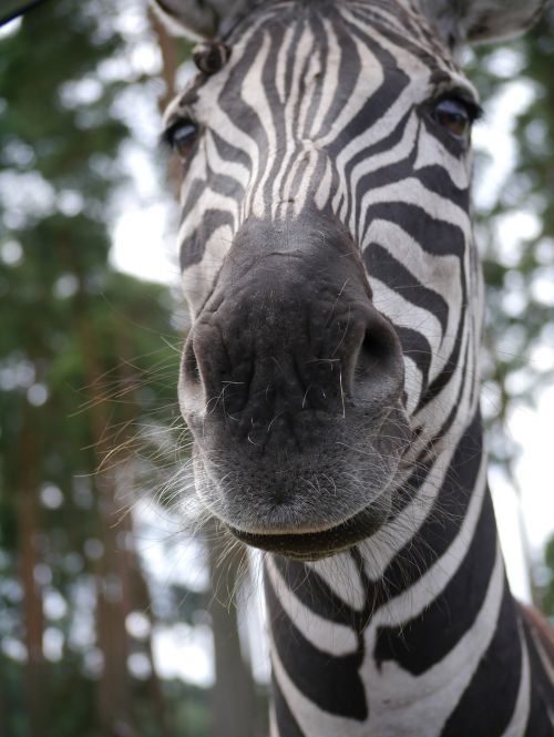 zebra nose head