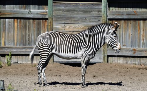 zebra stripes black