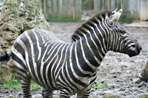 zebra run black white