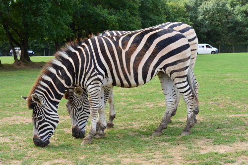 zebra nature zoo