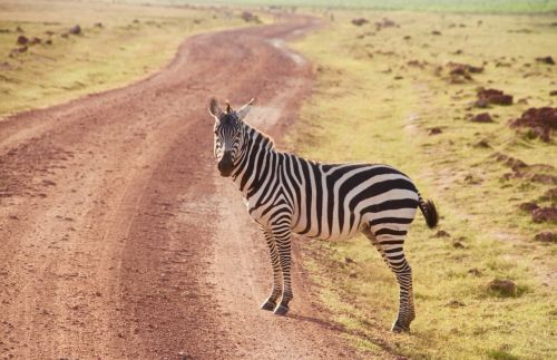 zebra kenya amboseli