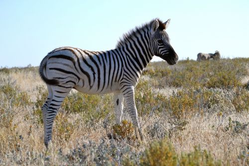 zebra baby small