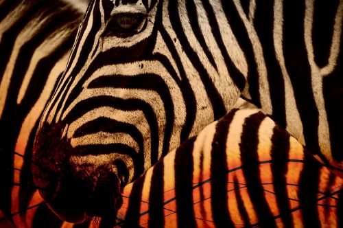 zebra africa animal