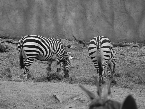 zebra zoo animals