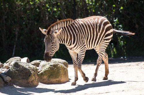 zebra stripes striped