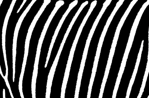 zebra stripes white