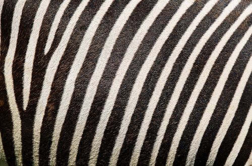 zebra zebra pattern zebra fur