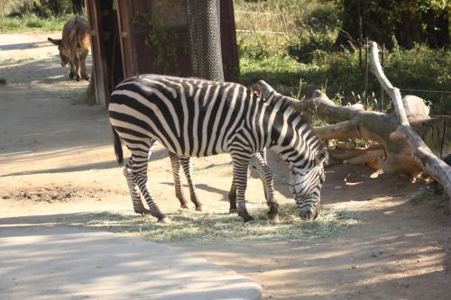 zebra everland zoo
