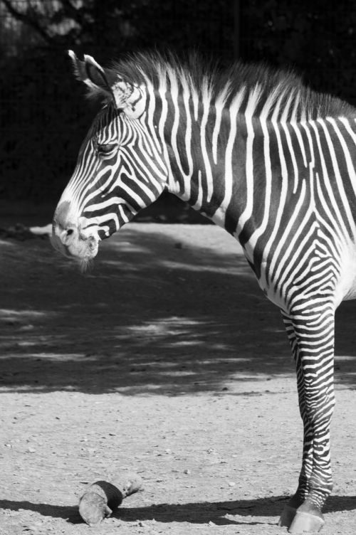 zebra black white