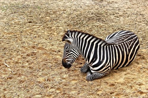 zebra animal wildlife