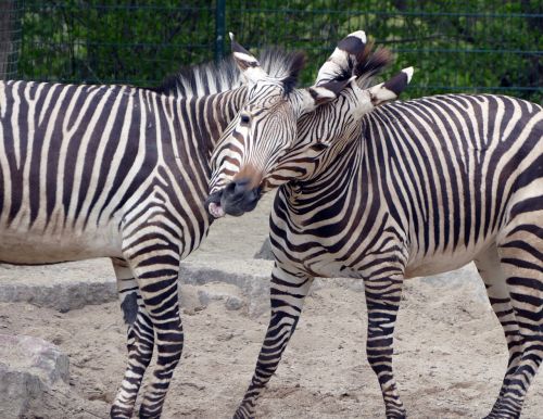 zebra animal zoo