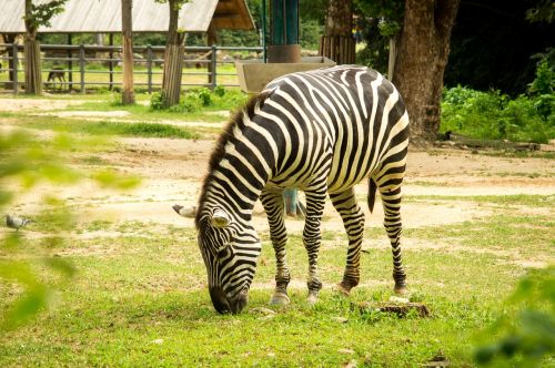 zebra animal