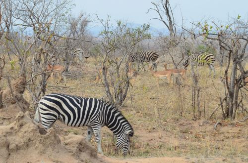 zebra africa safari