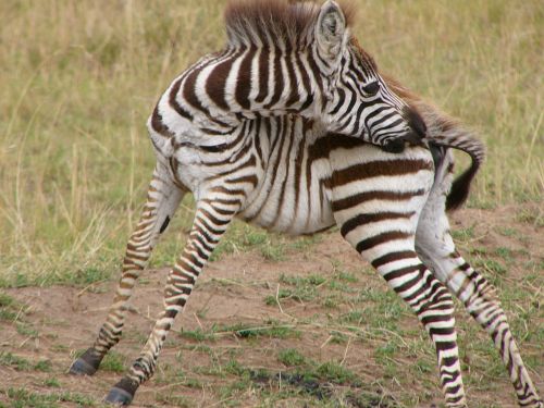 zebra baby stripes