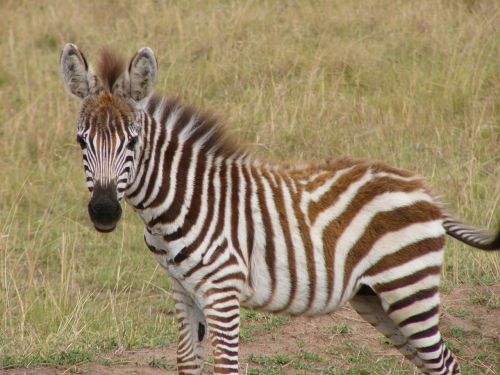 zebra stripes animal