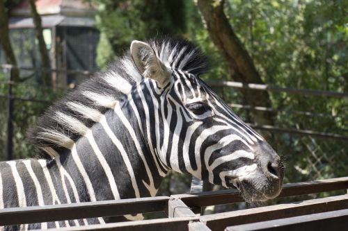 zebra zoo yalta zoo