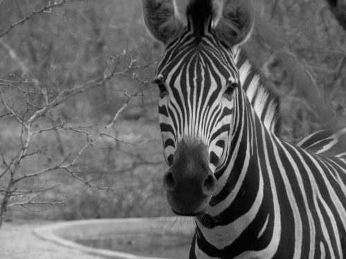zebra wild african zebra