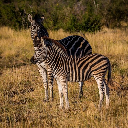 zebra animal wildlife