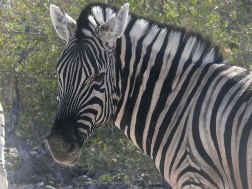 zebra namibia animals
