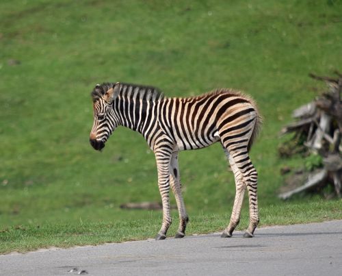 zebra baby small