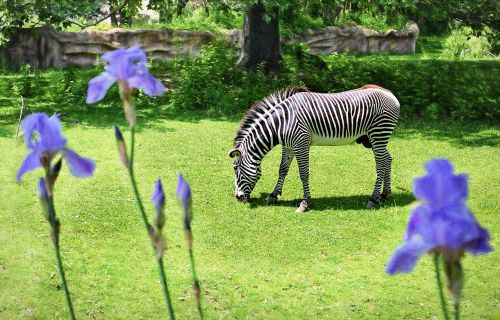 zebra zoo wild animal