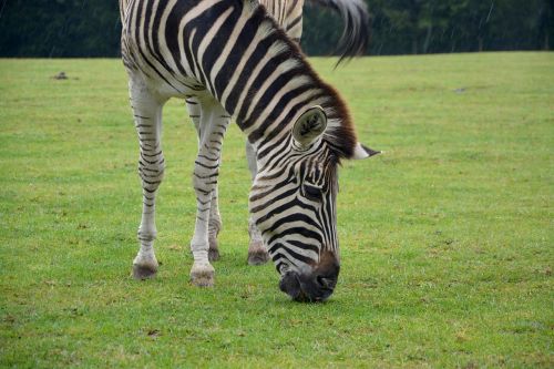 zebra stripes nature