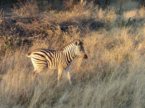 zebra africa safari