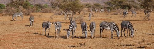 zebra grevy flock