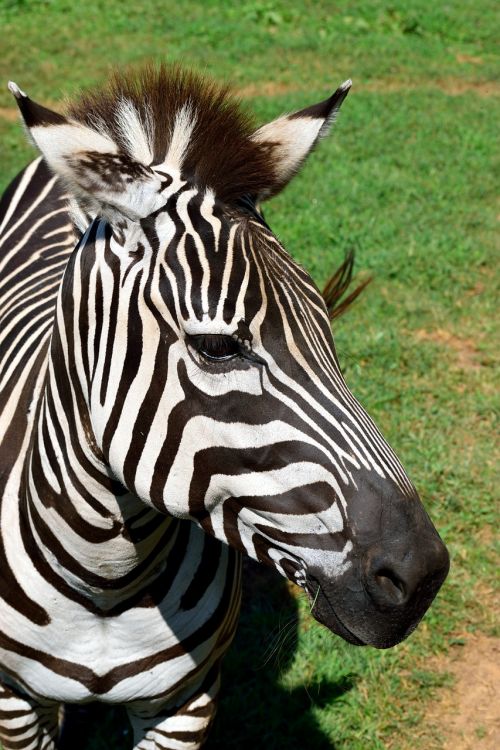 zebra animal wildlife