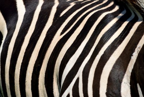 zebra animal wildlife