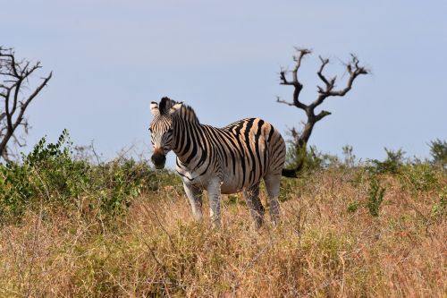 zebra south africa m