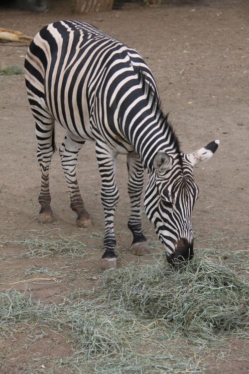 zebra hay animal
