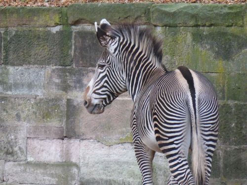 zebra butt drawing