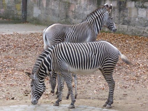 zebra zoo black and white