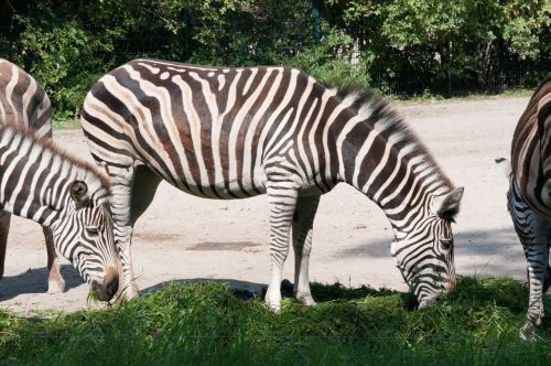 zebra animal wild