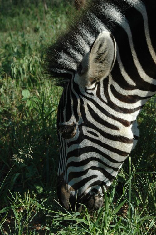 zebra wildlife animal