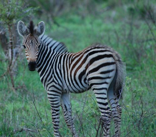 zebra baby zebra africa