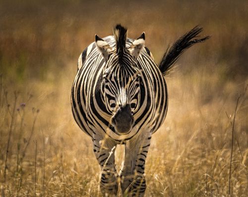 zebra close stripes