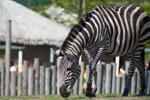 zebra horse animal